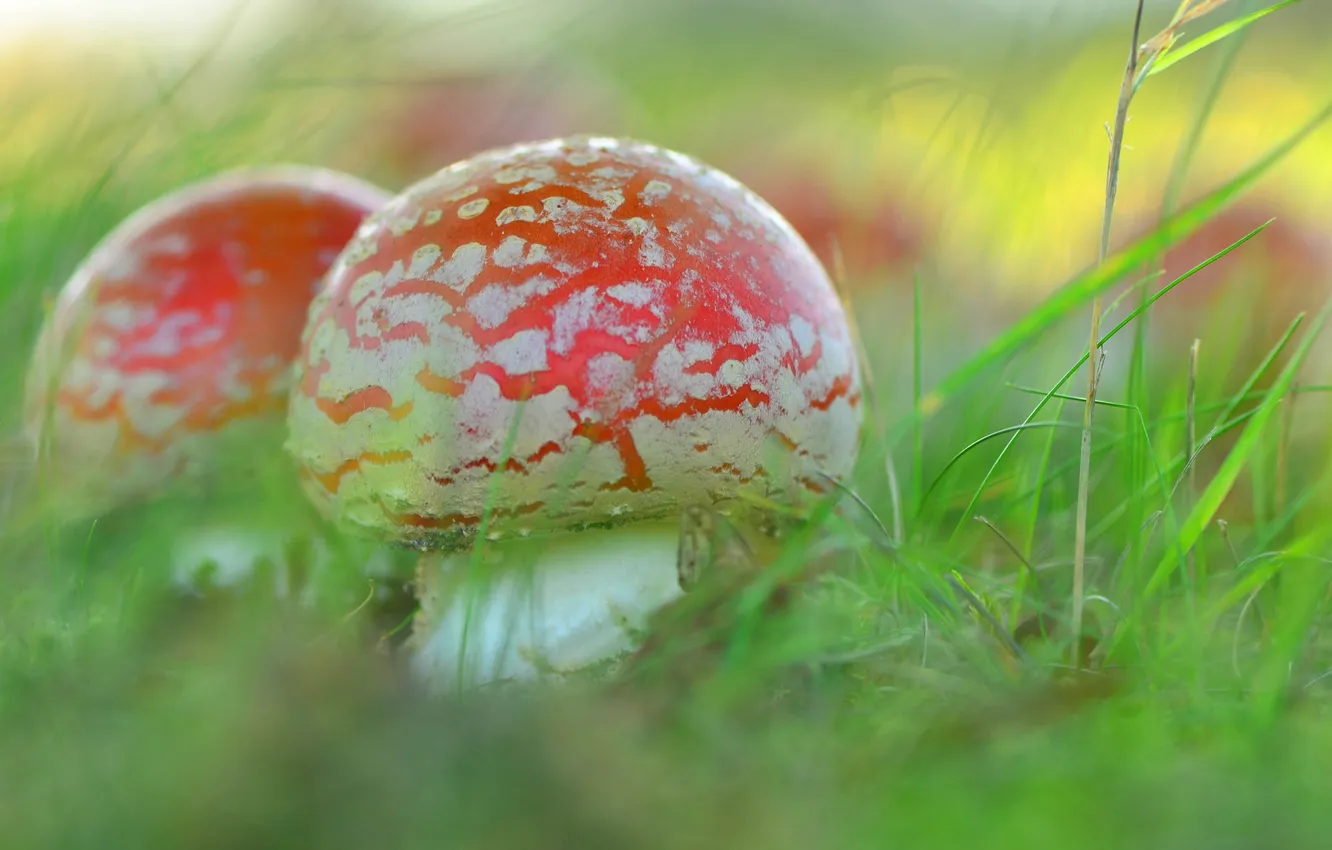 Photo wallpaper nature, mushrooms, Amanita Fungi