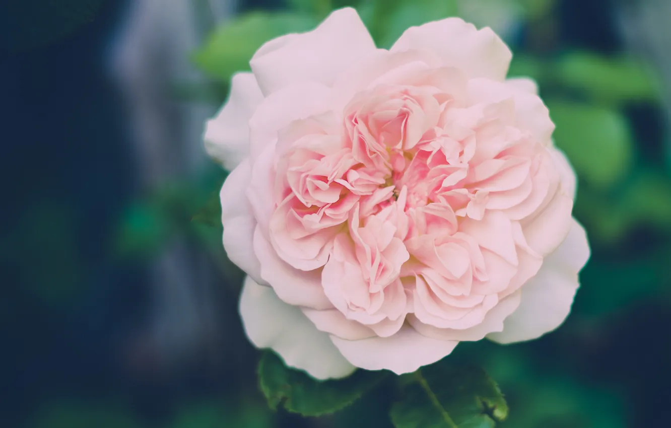 Photo wallpaper flowers, petals, pink