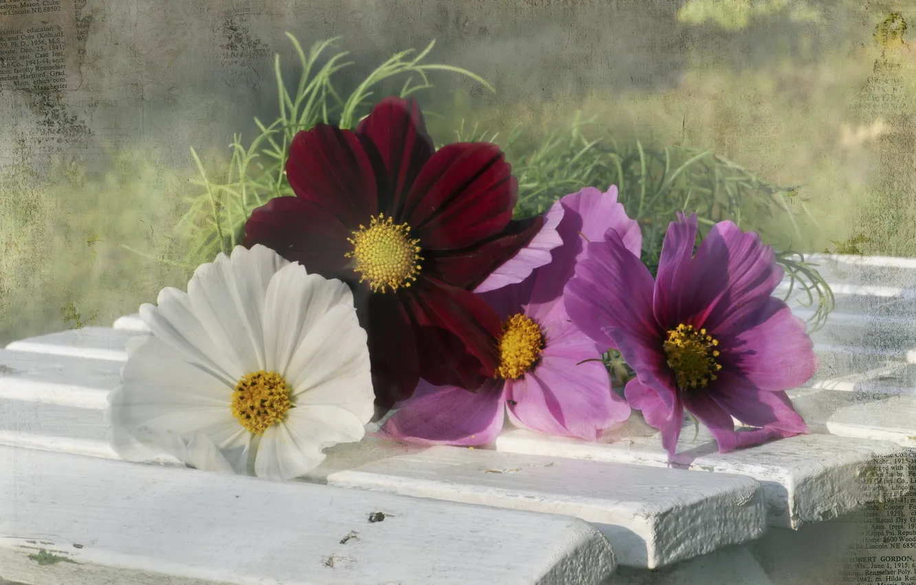 Photo wallpaper flowers, background, bench