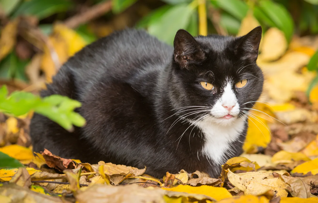 Photo wallpaper autumn, cat, cat, leaves, foliage