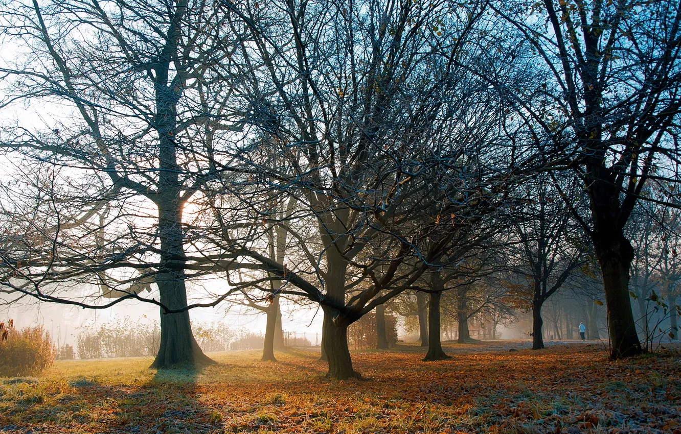 Photo wallpaper autumn, trees, nature
