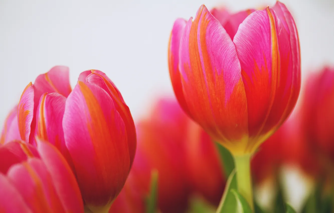 Photo wallpaper flowers, petals, tulips