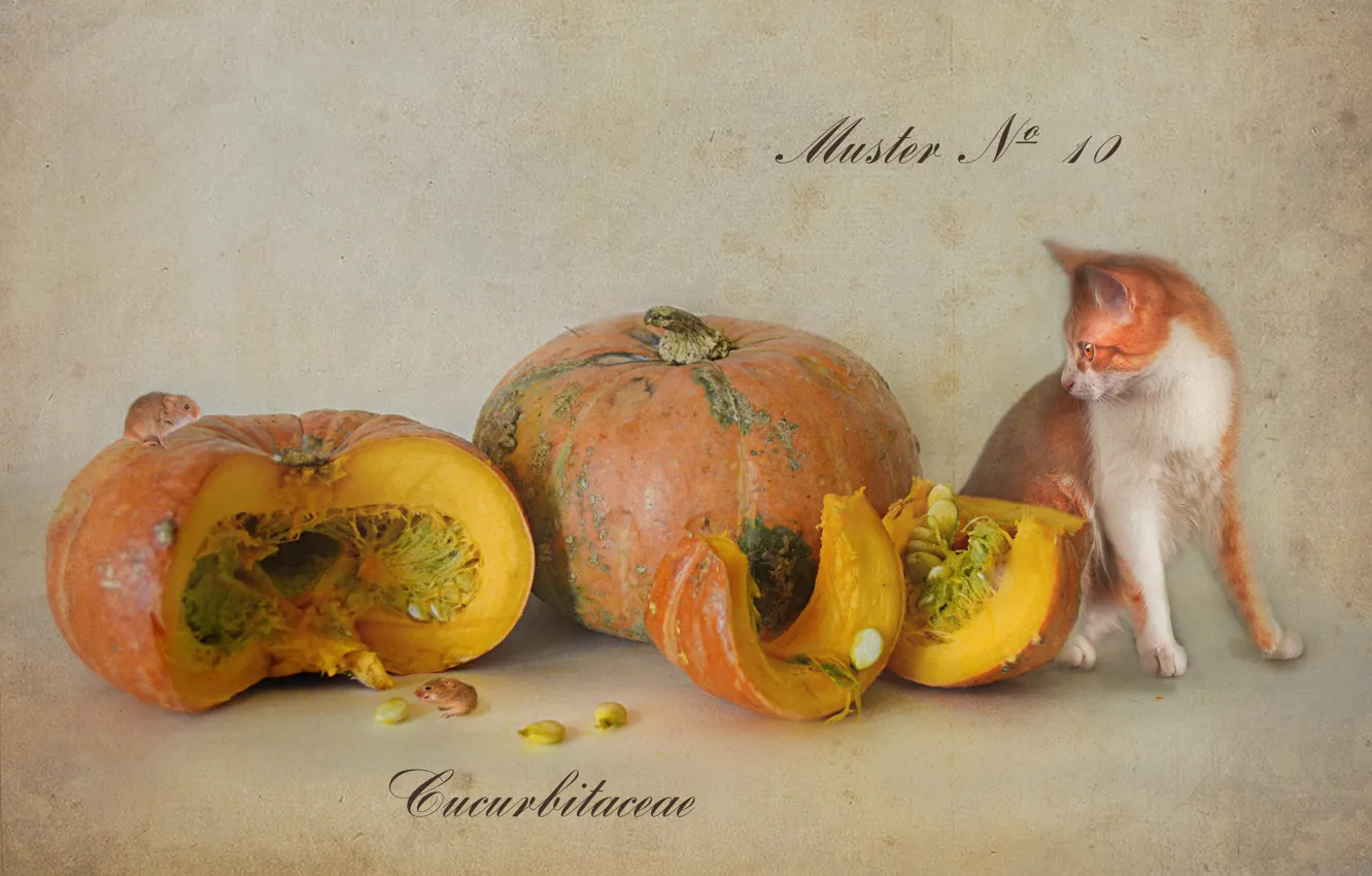 Photo wallpaper cat, figure, pumpkin, mouse, the fruit, pumpkin, Botanical album