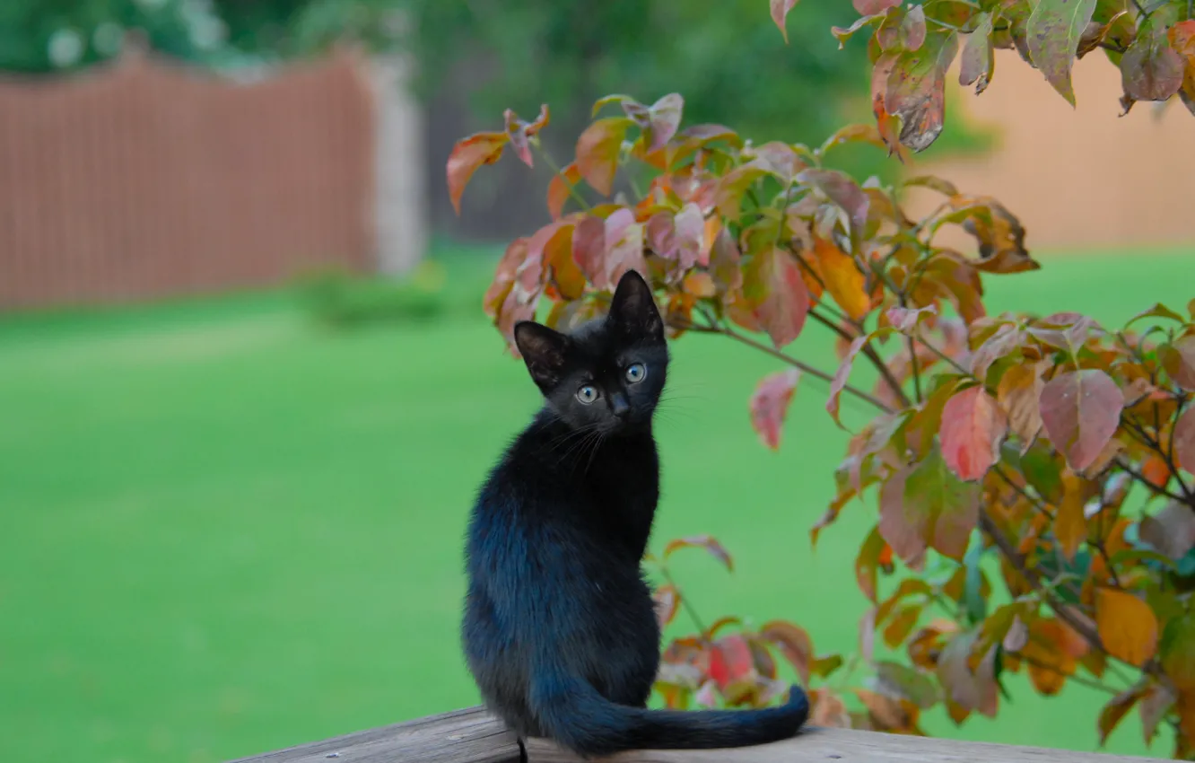Photo wallpaper leaves, branches, black kitten