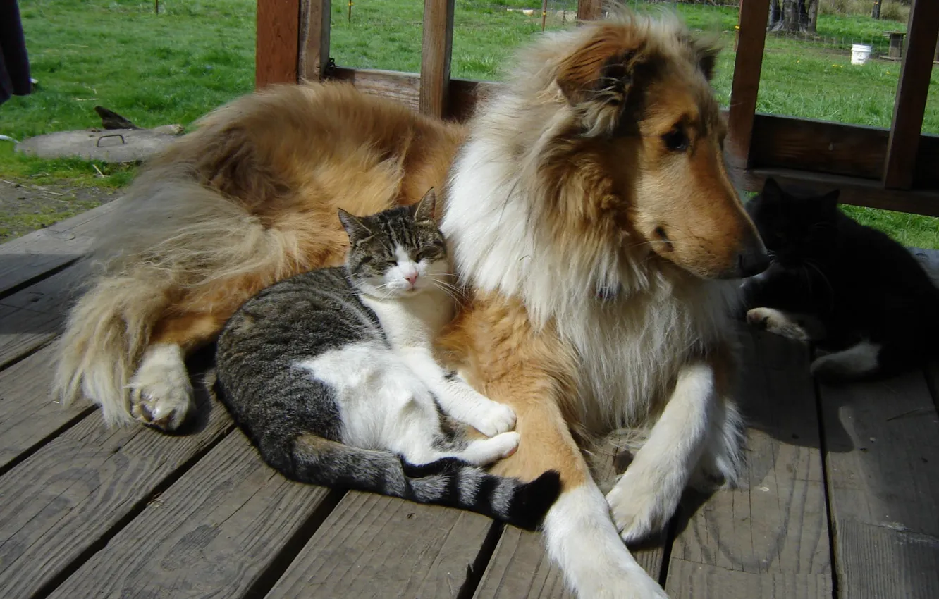 Photo wallpaper dogs, cats, Collie, buddies