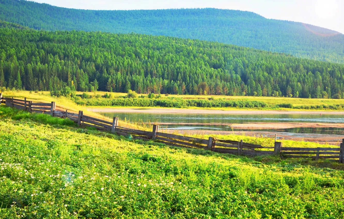 Photo wallpaper forest, summer, grass, trees, river, the fence, village, potatoes