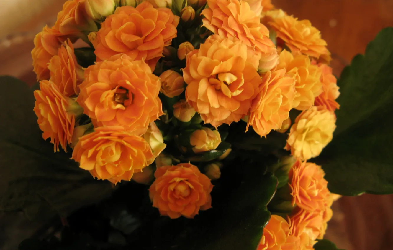 Photo wallpaper flowers, orange, photo, closeup, Kalanchoe