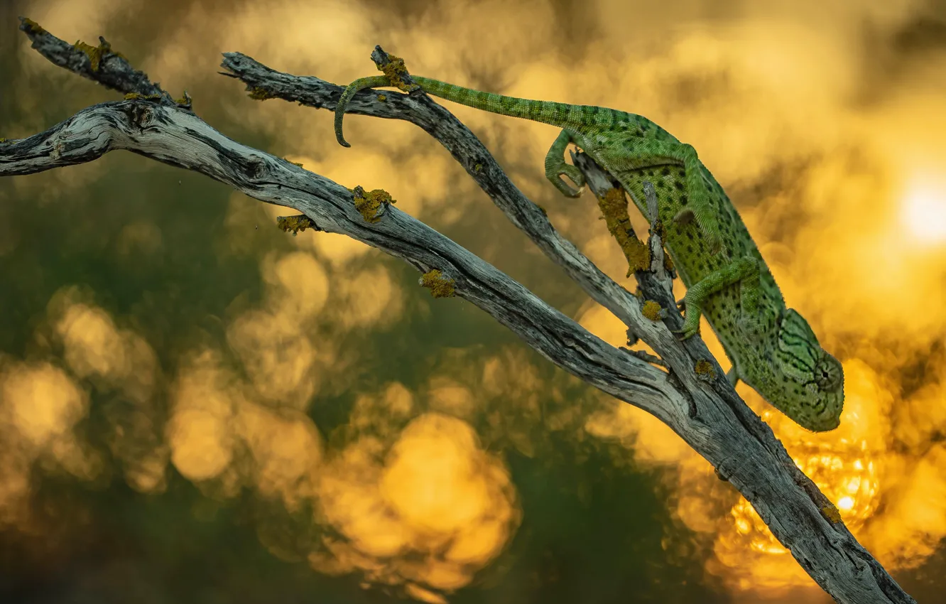 Photo wallpaper branches, chameleon, bokeh