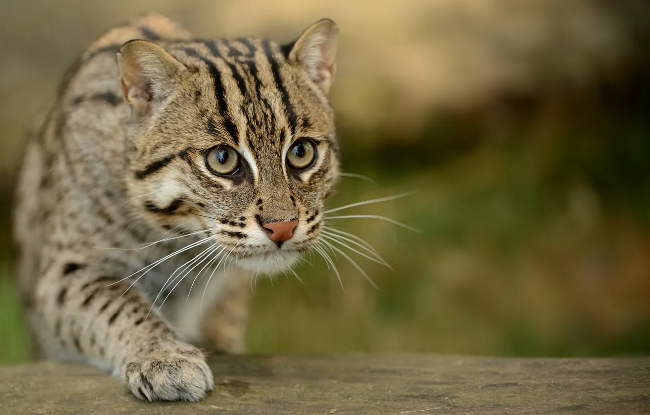 Photo wallpaper cat, eyes, macro, blur, sneaks, cat-fisherman, Prionailurus viverrinus, speckled cat