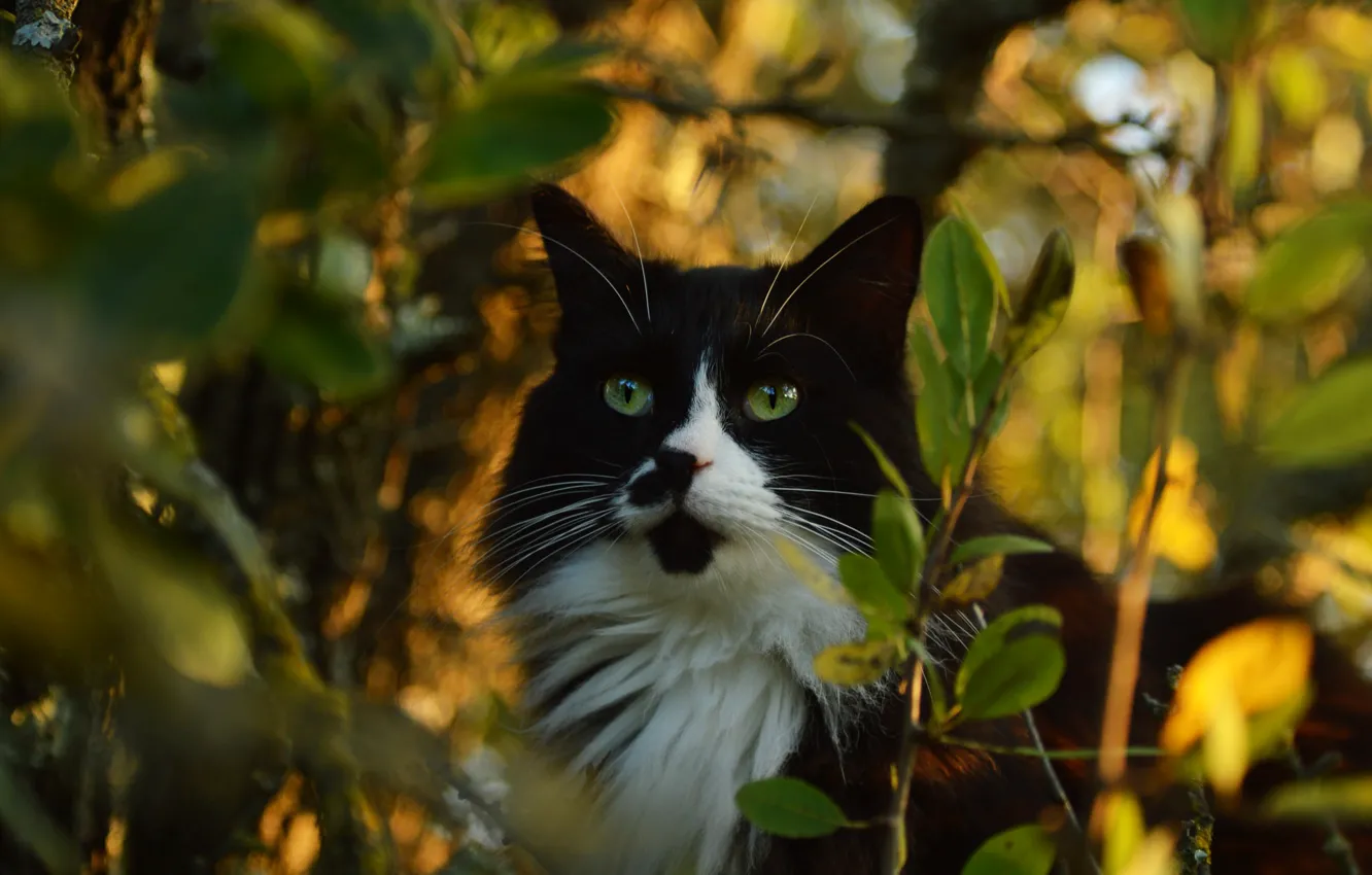 Photo wallpaper cat, cat, look, face, leaves, light, branches, nature