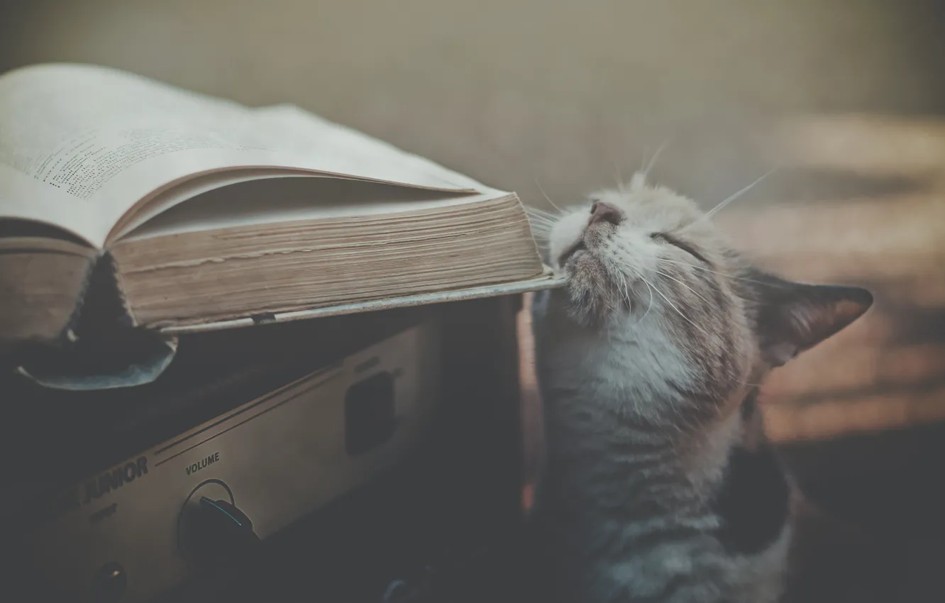 Photo wallpaper cat, book, receiver