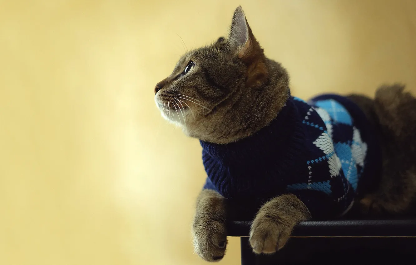 Photo wallpaper cat, look, pose, background, pattern, lies, jacket, sweater