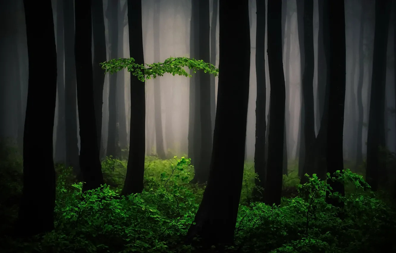 Photo wallpaper forest, nature, fog