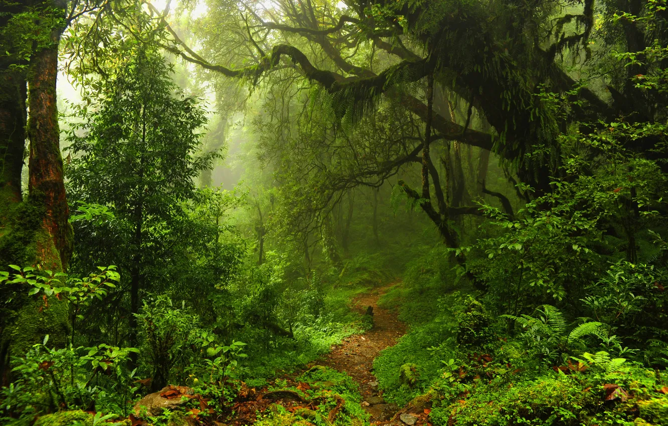Photo wallpaper forest, leaves, trees, thickets, trail, thicket, jungle