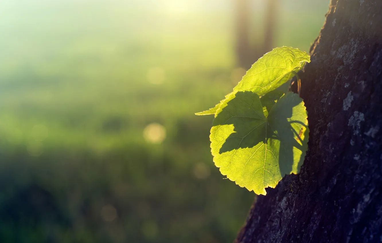 Photo wallpaper leaves, birch, razmytost