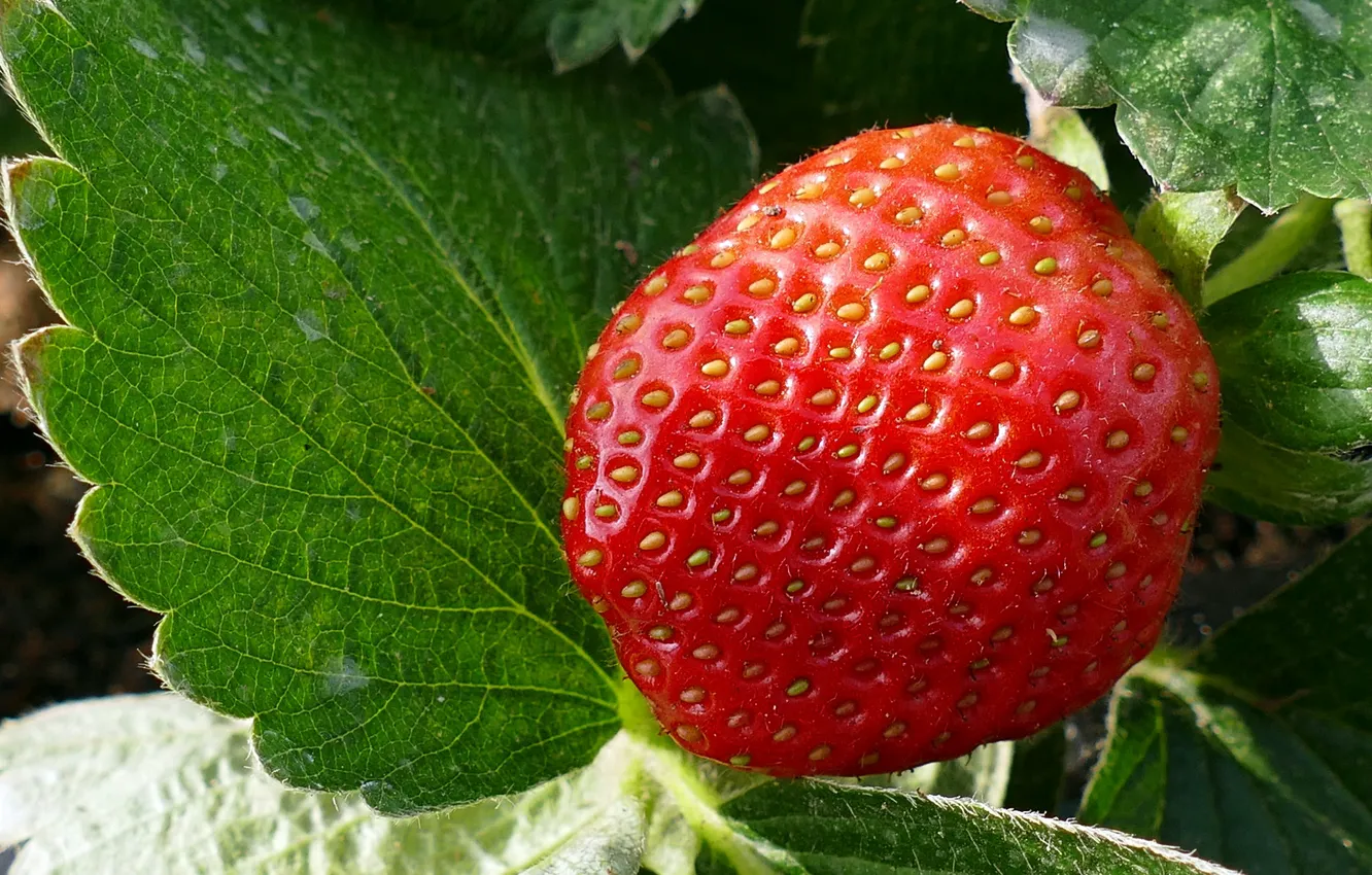 Photo wallpaper leaves, macro, berries, strawberry