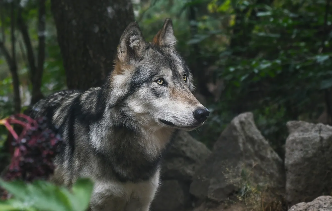 Photo wallpaper Predator, nature, snow, face, animal, wolf, canis lupus, wildlife