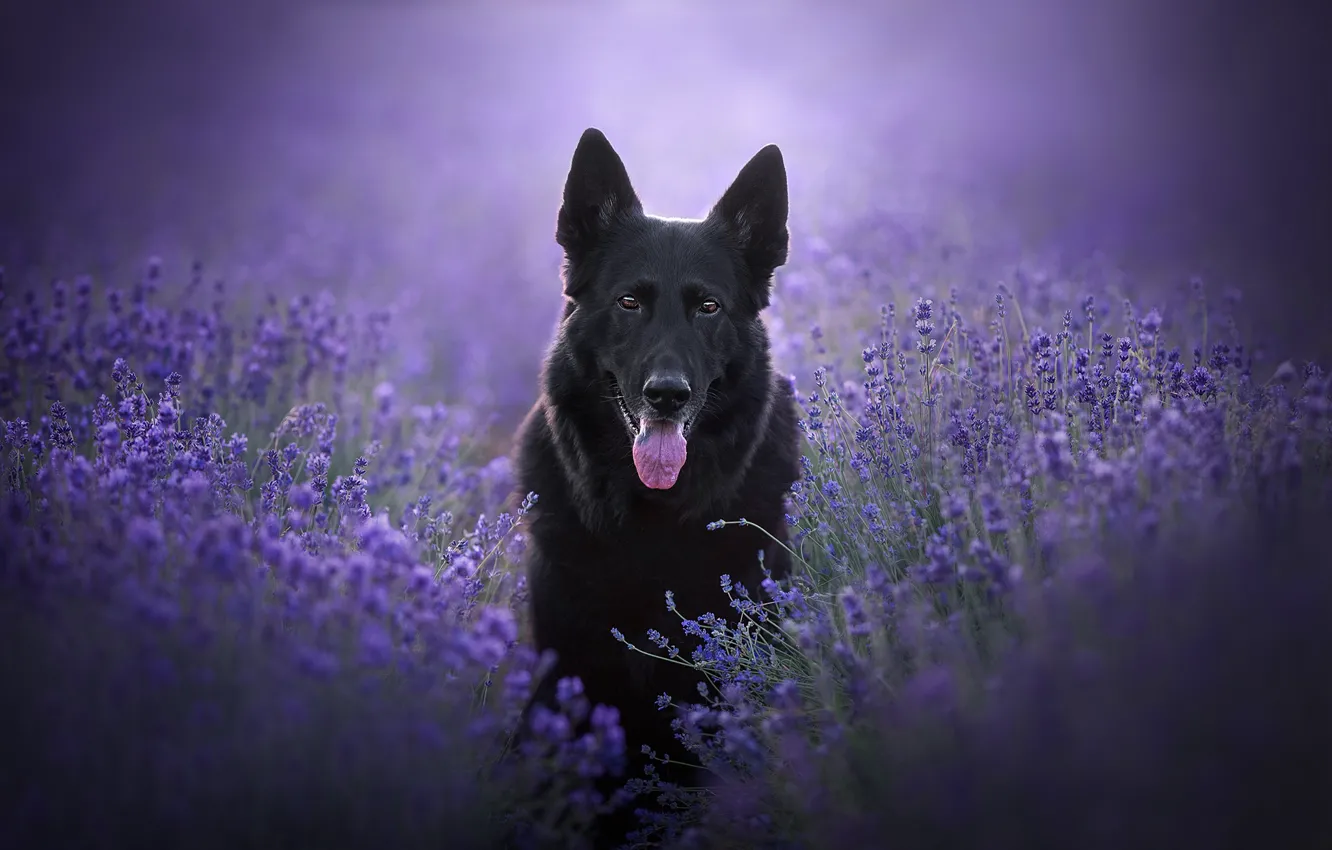 Photo wallpaper language, look, face, flowers, dog, lavender, German shepherd