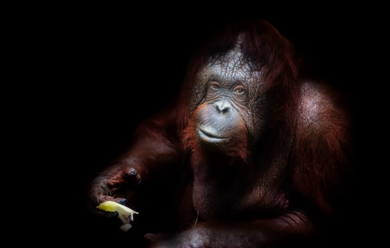 Photo wallpaper background, monkey, zoo