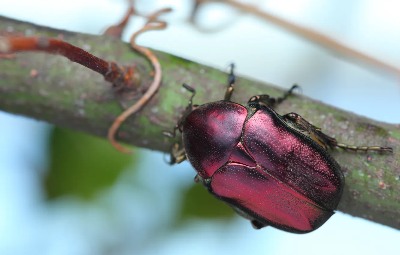 Photo wallpaper beetle, branch, cherry, insect, brantovka, Wallpaper from lolita777