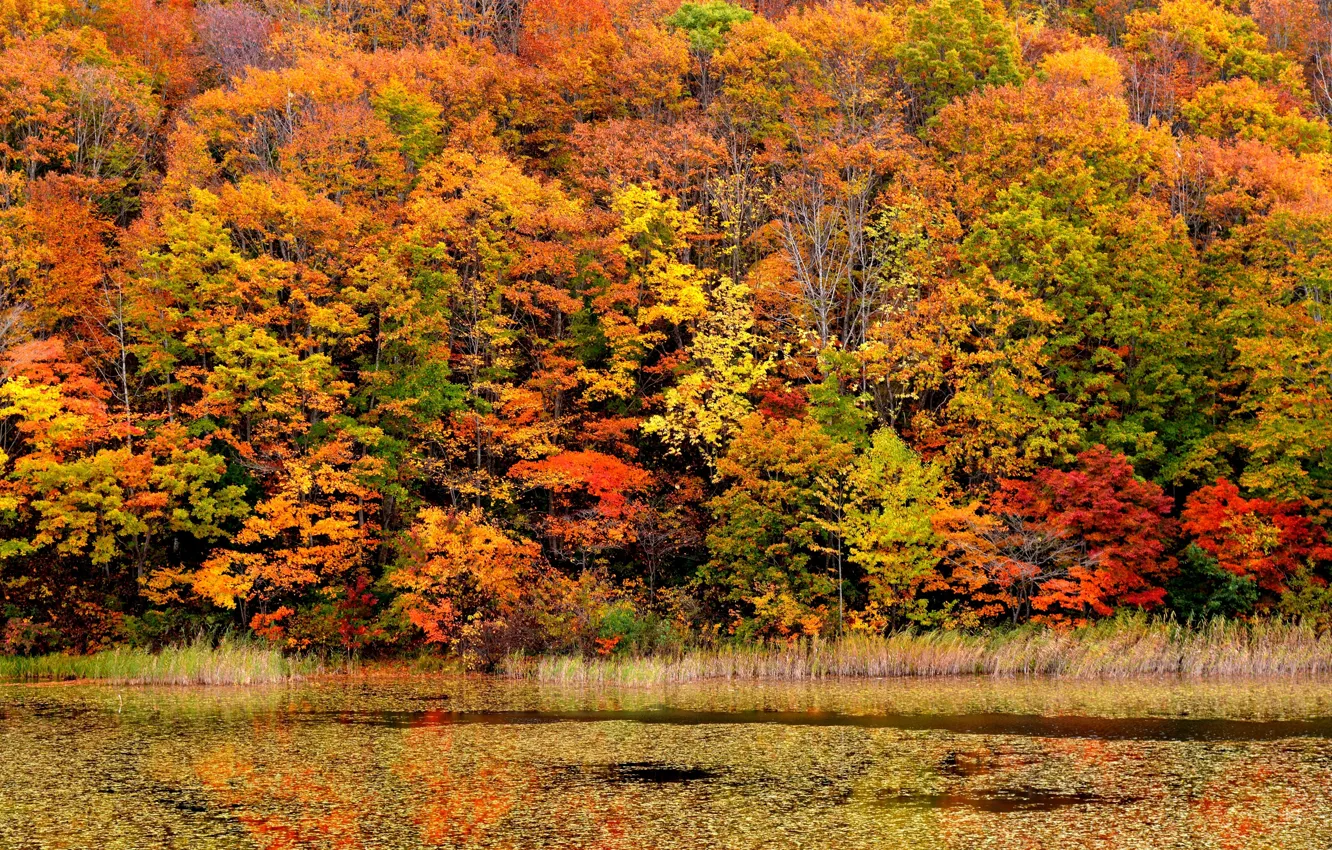 Photo wallpaper autumn, forest, water, trees, yellow, river, reed