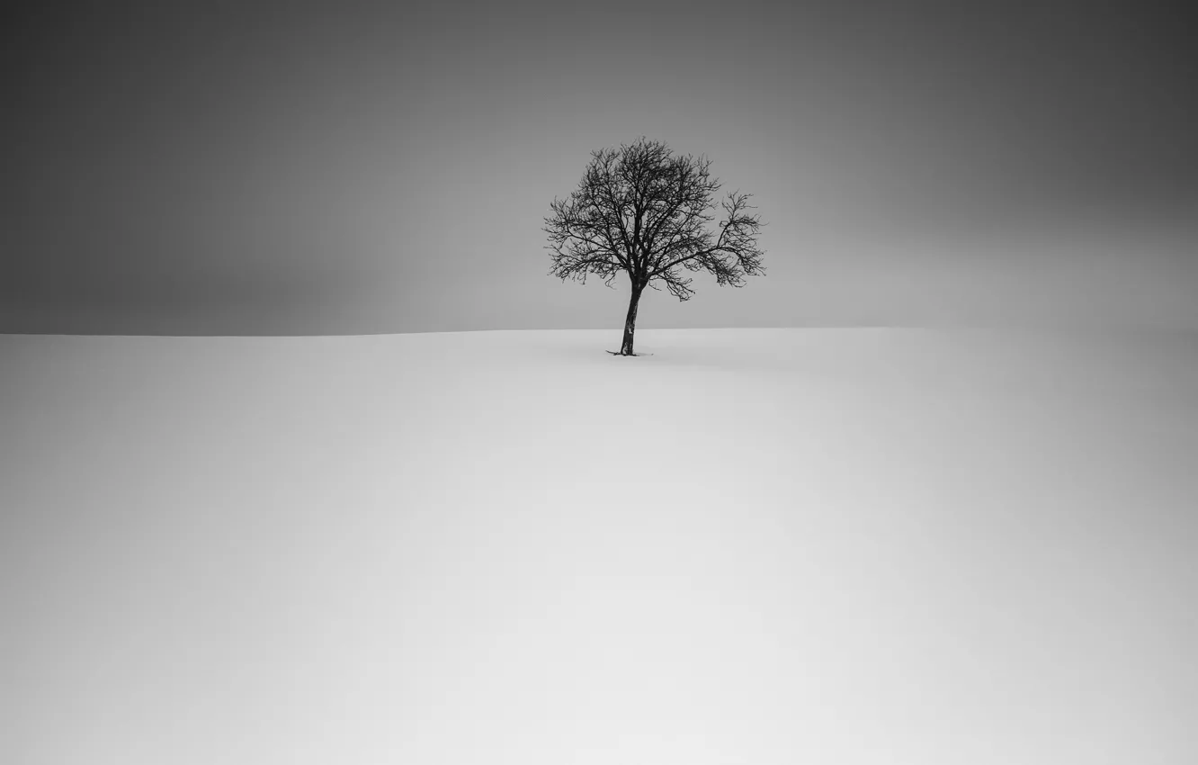 Photo wallpaper winter, field, snow, tree