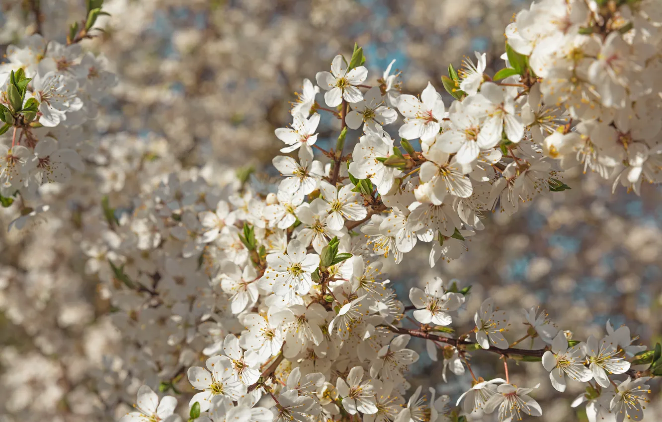 Photo wallpaper flowers, branches, nature, cherry, spring, garden