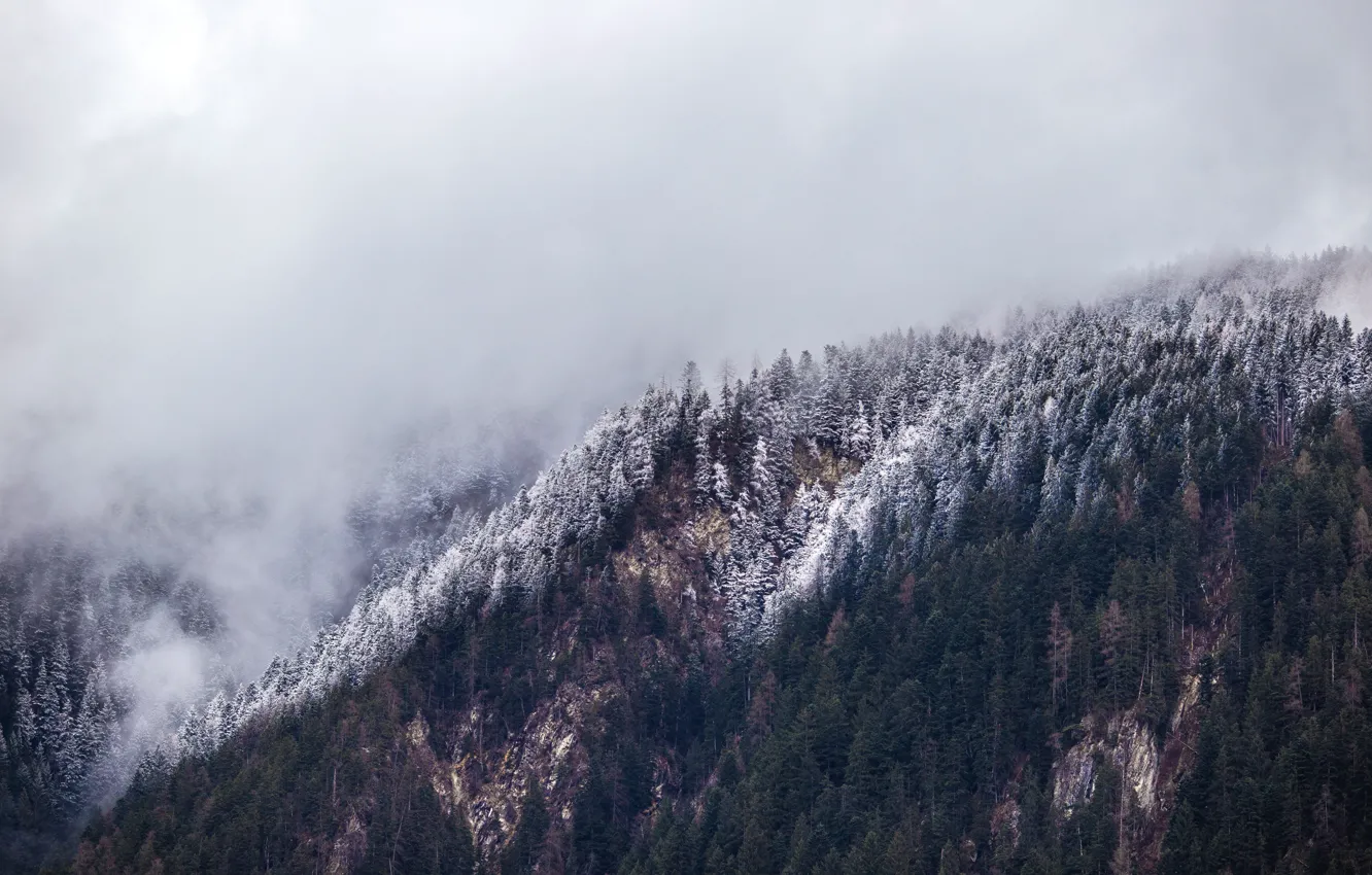Photo wallpaper snow, trees, nature, fog, mountain, slope