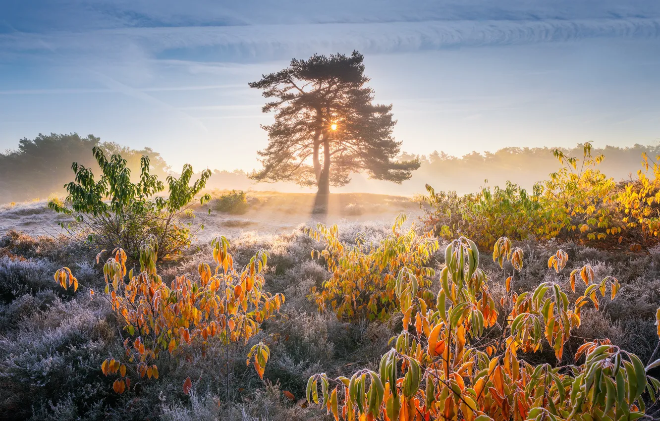 Photo wallpaper autumn, grass, the sun, light, trees, nature, foliage, morning