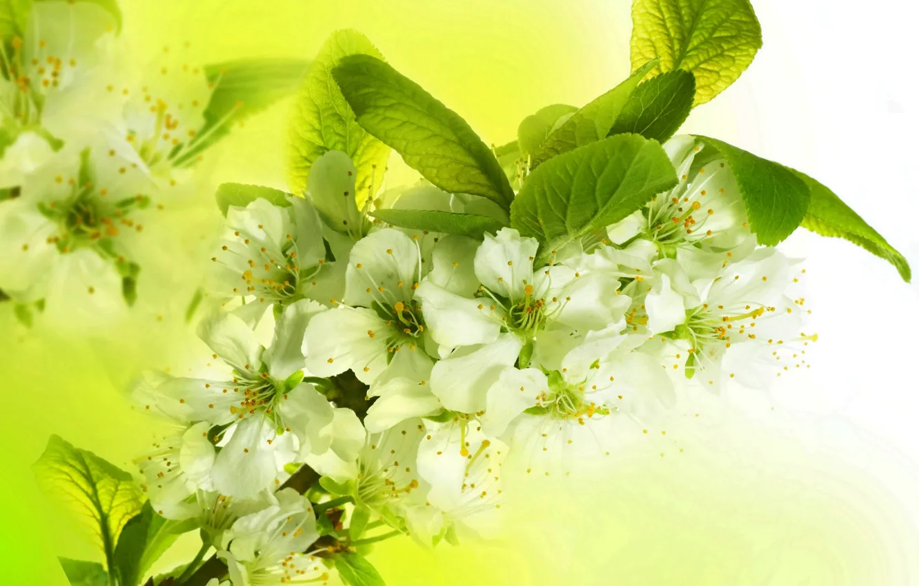 Photo wallpaper leaves, flowers, branches, bright, beauty, spring, petals, white