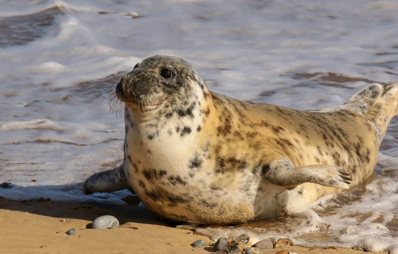 Photo wallpaper sea, look, foam, pose, pebbles, sweetheart, shore, seal