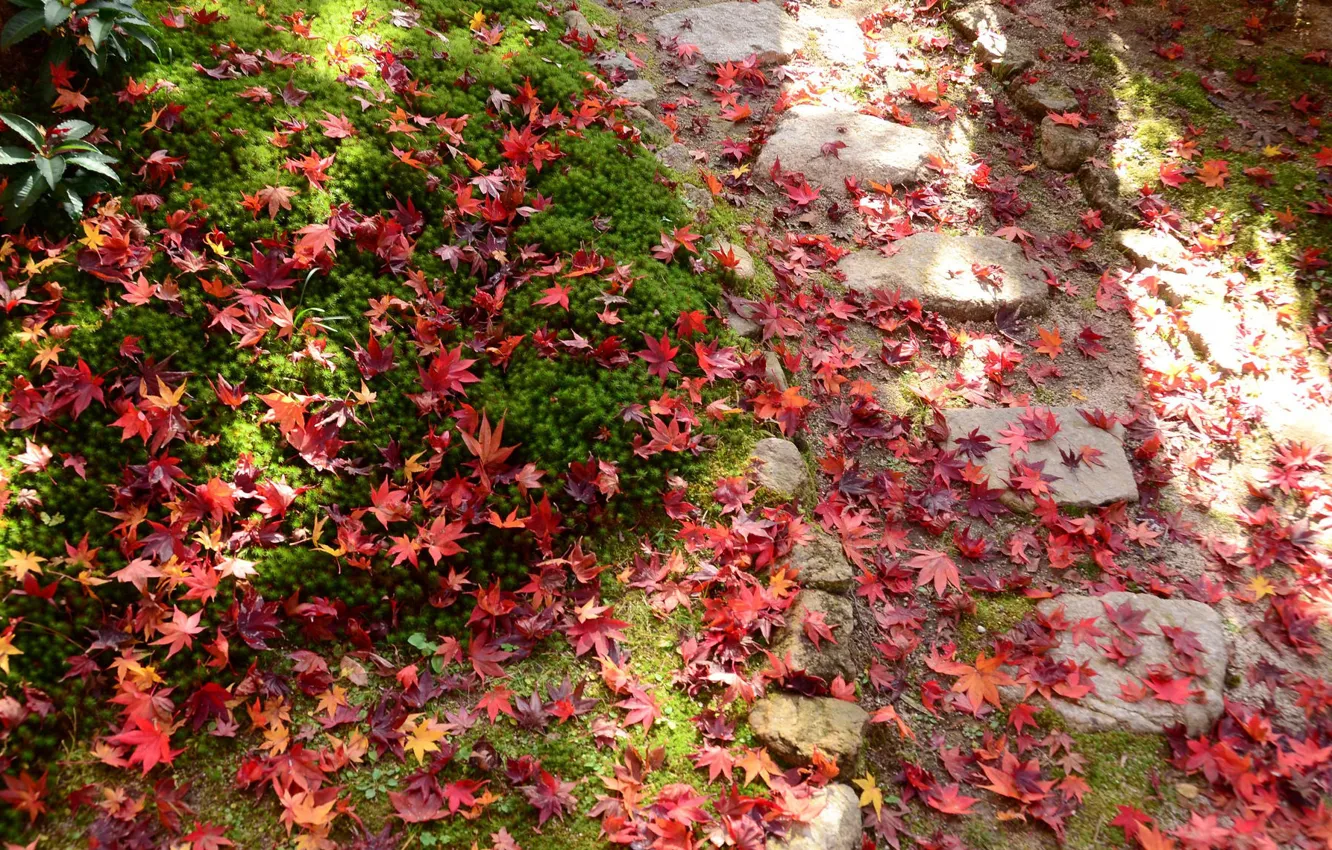 Photo wallpaper grass, red leaves, fallen leaves