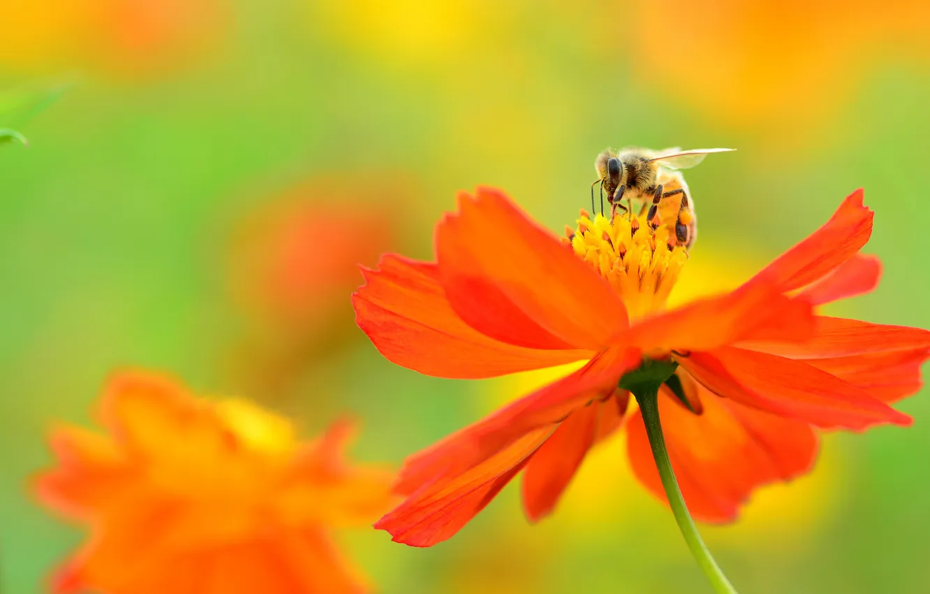 Photo wallpaper flower, orange, bee, background, kosmeya