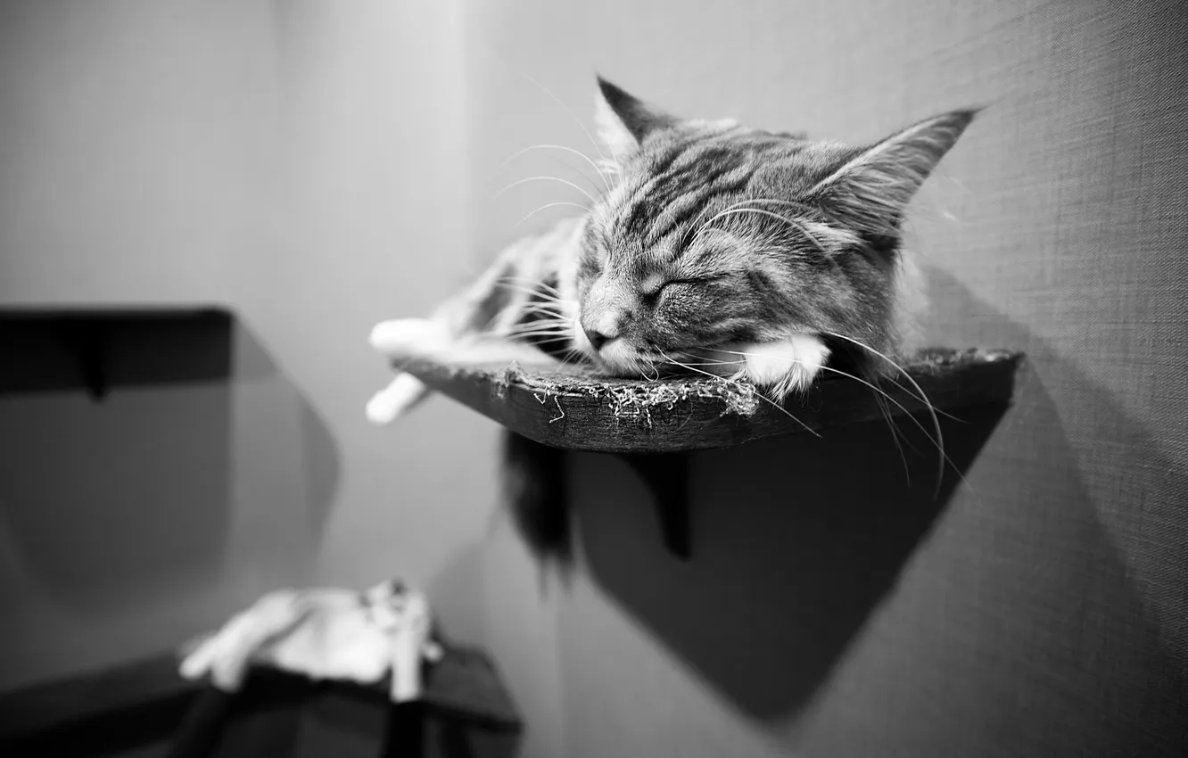 Photo wallpaper cat, wall, sleep, © Ben Torode