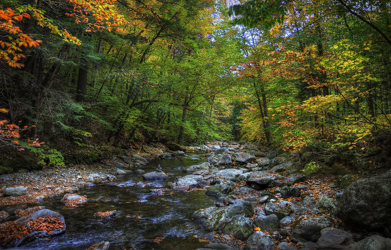 Photo wallpaper autumn, forest, trees, river, stones