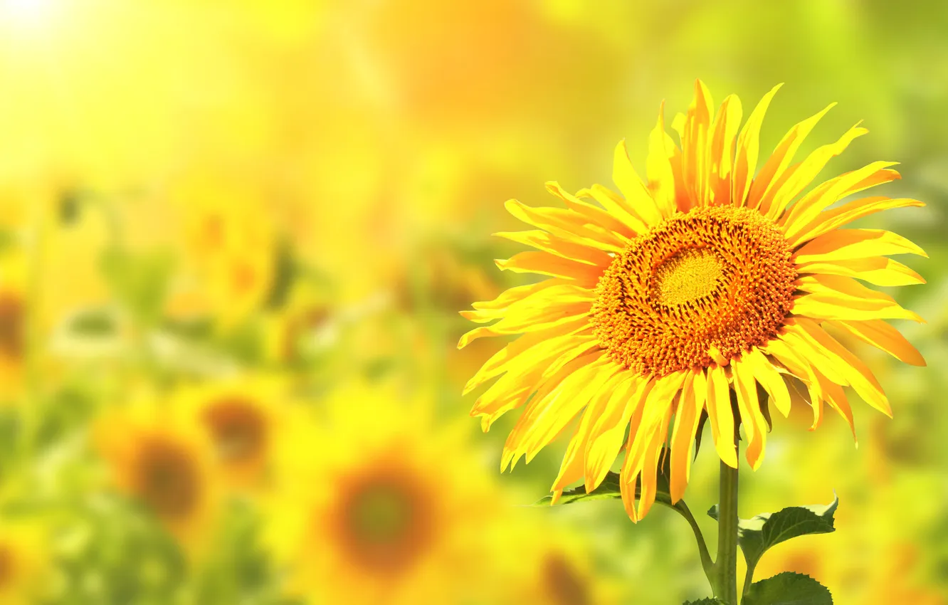 Photo wallpaper field, sunflowers, flowers, Sunny colors