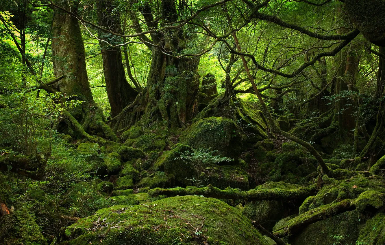 Photo wallpaper forest, trees, nature, stone, moss, thicket