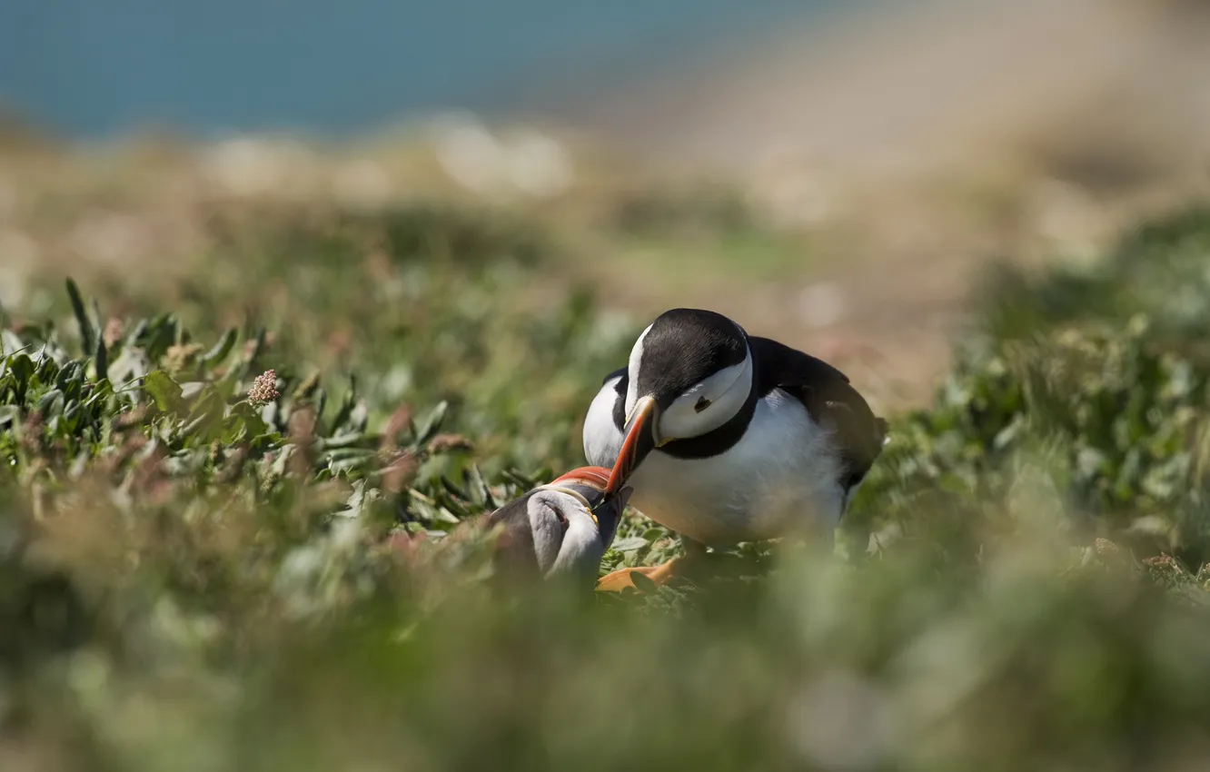 Photo wallpaper grass, bird, blur, Atlantic puffin, Fratercula arctica, Puffin