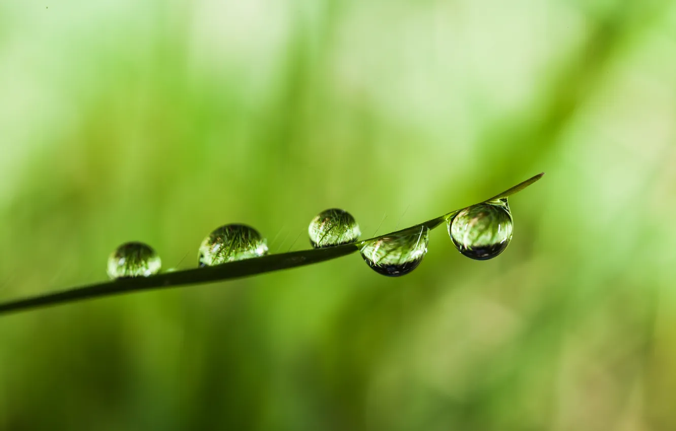 Photo wallpaper greens, grass, leaves, water, drops, macro, nature, Rosa