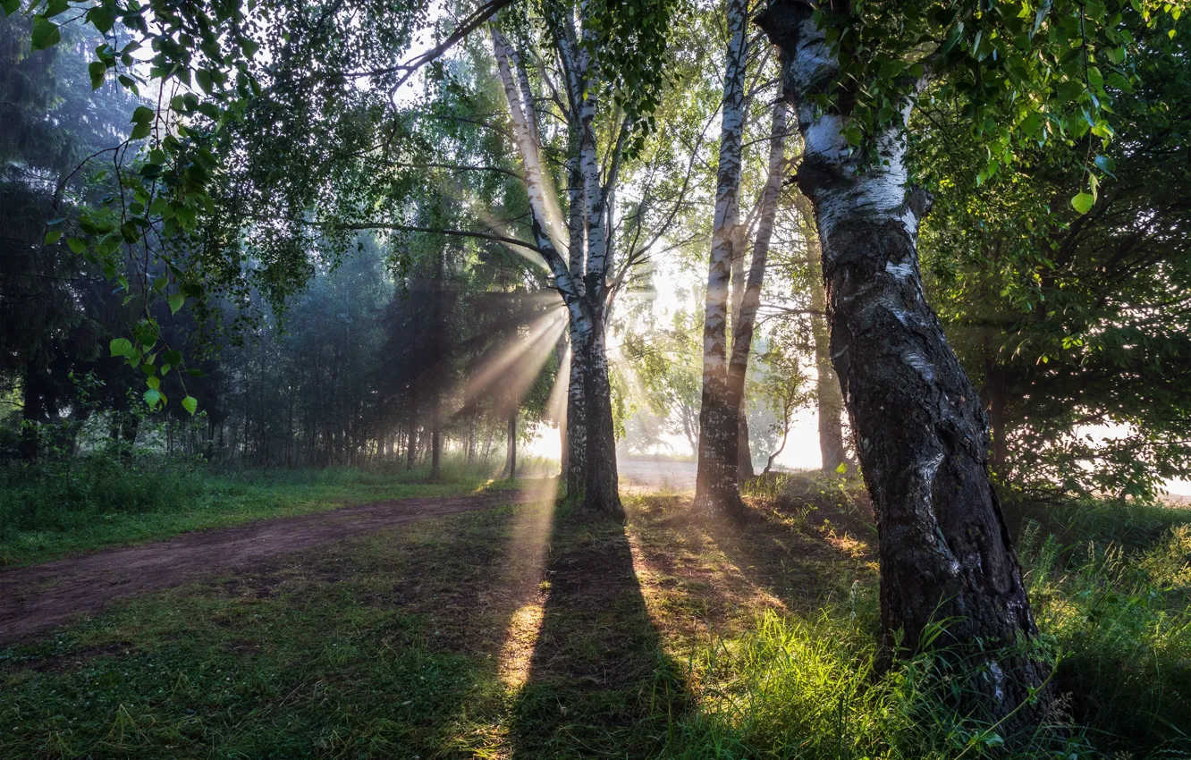Photo wallpaper summer, the sun, dawn, morning, birch