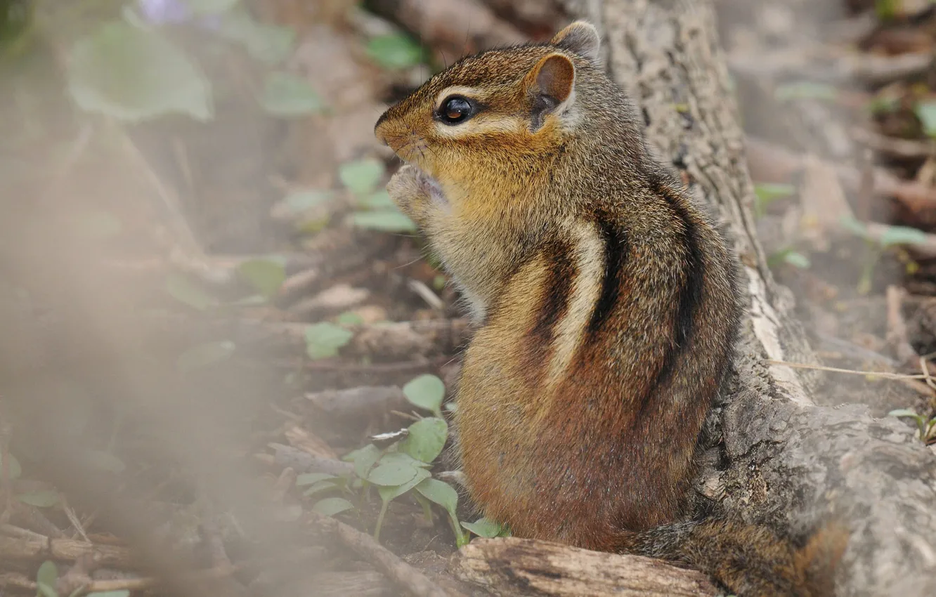 Photo wallpaper leaves, nature, fog, muzzle, haze, Chipmunk, log, back