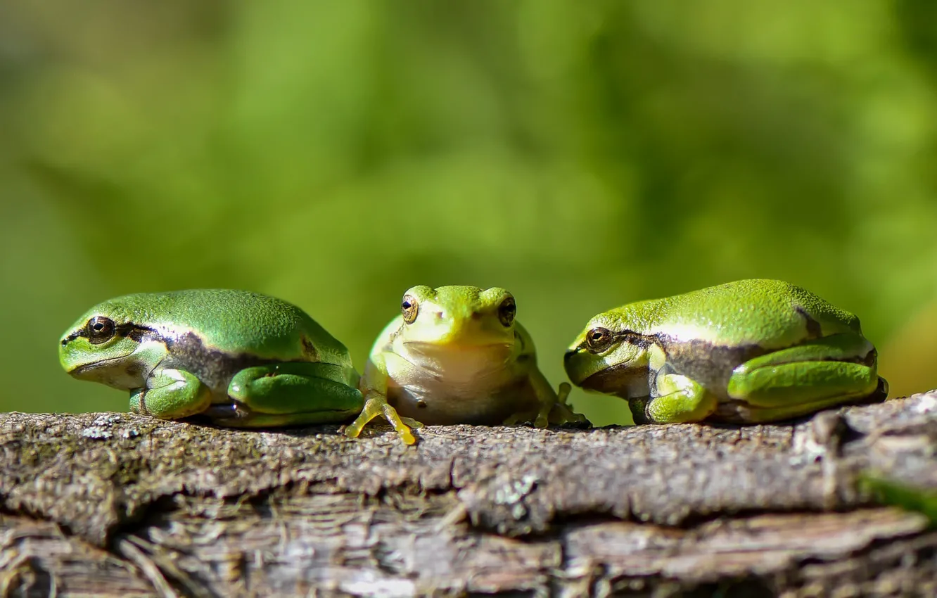 Photo wallpaper frog, green, frogs, three, log, trio, green background, bokeh