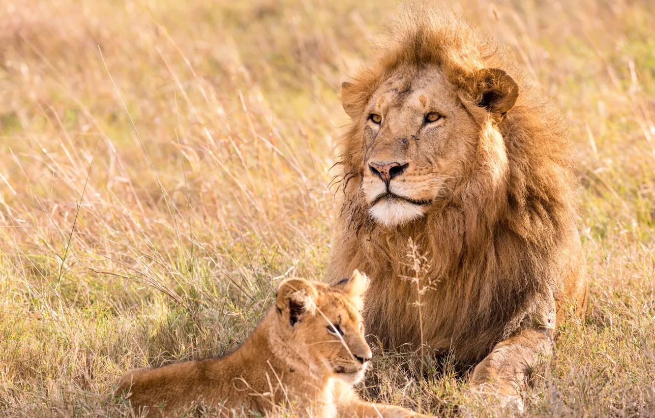 Photo wallpaper lion, animal, pet, leo