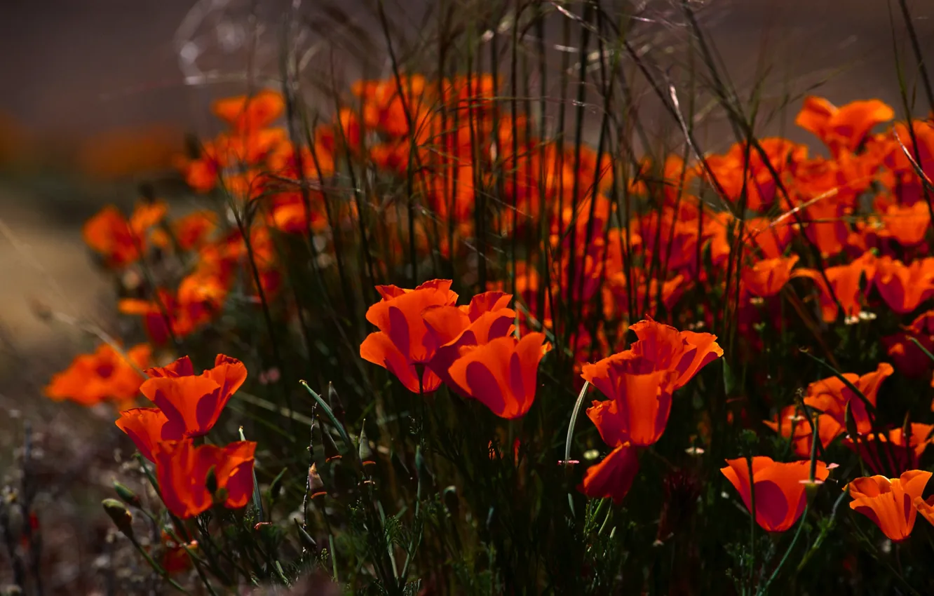 Photo wallpaper grass, flowers, red, nature, Maki, petals, buds