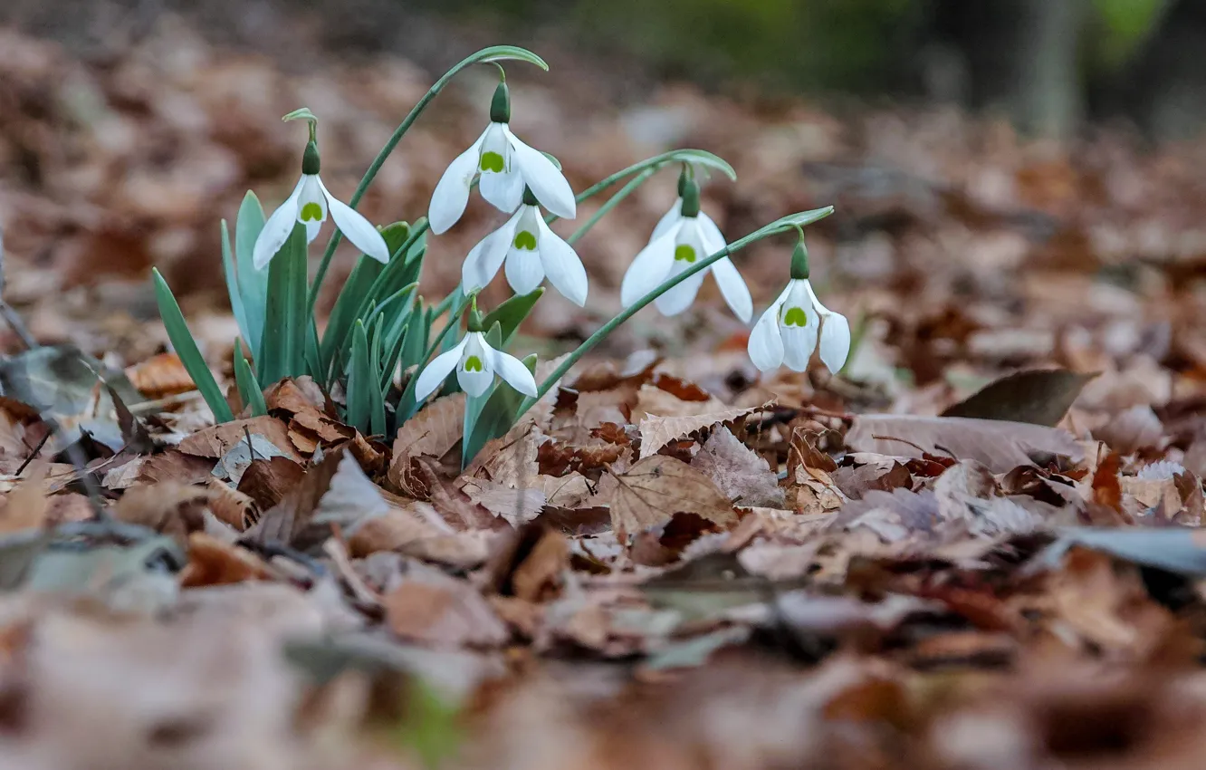 Photo wallpaper nature, snowdrops, leaves