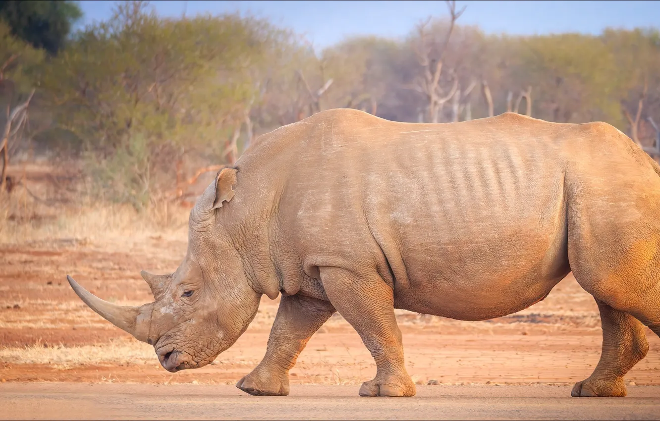 Photo wallpaper Nature, Africa, Rhino
