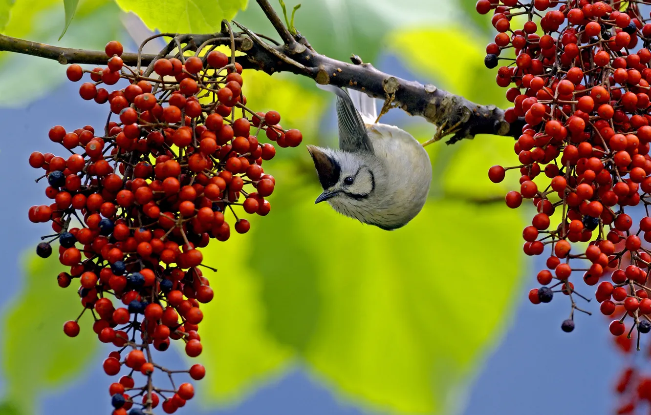Photo wallpaper berries, bird, branch, beak