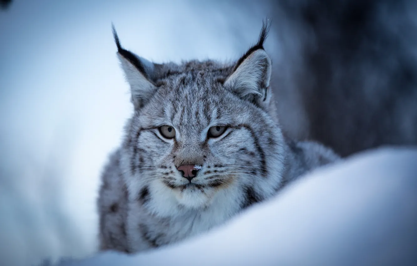 Photo wallpaper winter, face, snow, portrait, wild cat, Lynx, Eurasian