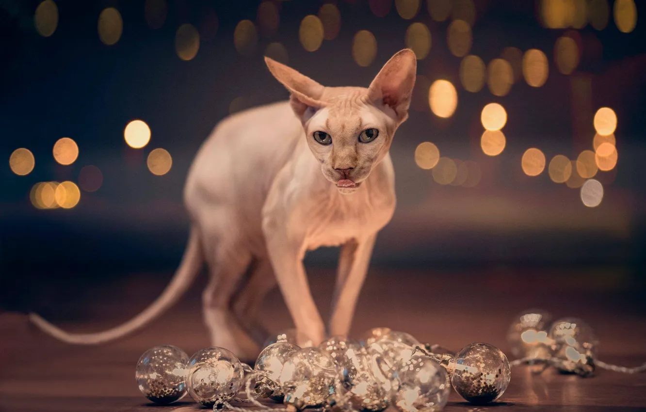 Photo wallpaper cat, look, balls, glare, Sphinx