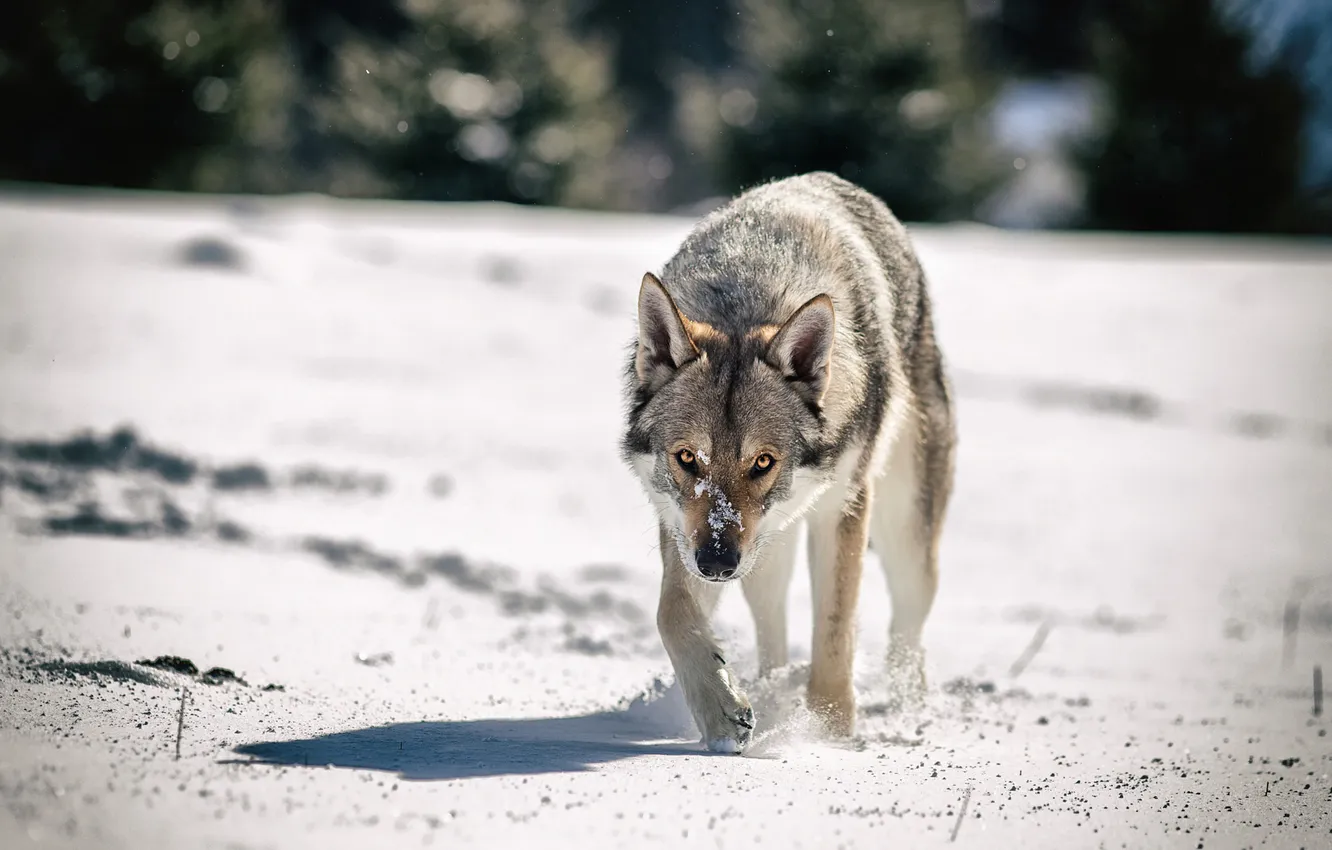 Photo wallpaper winter, field, forest, look, face, light, snow, nature